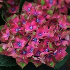Hydrangea Macrophylla Glam Rock ('Horwack') (PBR) | 2 Litre Pot