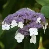 Hydrangea Aspera Villosa Group | 3L Pot -Perennial Plants Sales Store PL00003300 ea9d