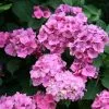 Hydrangea Macrophylla Altona | 2L Pot -Perennial Plants Sales Store PL00003312 beeb