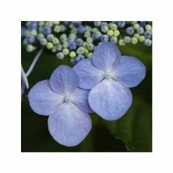 Hydrangea Macrophylla Mariesii Perfecta | 2L Pot