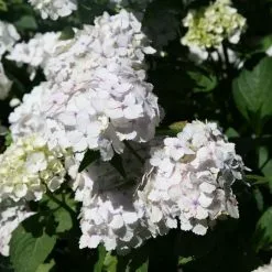 Hydrangea Macrophylla Madame Emile Mouillère | 2L Pot