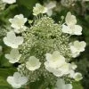 Hydrangea Paniculata Tardiva | 2L Pot