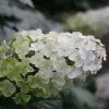 Hydrangea Quercifolia Snow Queen ('Flemygea') | 2L Pot 2 Hydrangea Quercifolia Snow Queen ('Flemygea') | 2L Pot -Perennial Plants Sales Store PL00003347 9f75