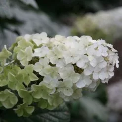 Hydrangea Quercifolia Snow Queen ('Flemygea') | 2L Pot