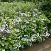 Hydrangea Serrata Bluebird | 2L Pot -Perennial Plants Sales Store PL00003353 0a4f