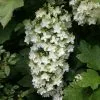 Hydrangea Quercifolia Snowflake ('Brido') | 2L Pot -Perennial Plants Sales Store PL00003360 6f00
