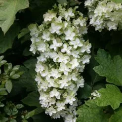 Hydrangea Quercifolia Snowflake ('Brido') | 2L Pot