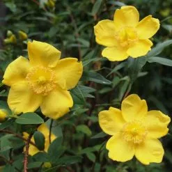 Hypericum X Moserianum | 2 Litre Pot