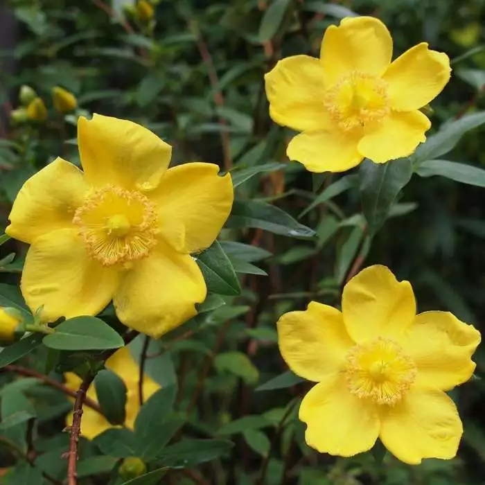 Hypericum X Moserianum | 2 Litre Pot 3 Hypericum X Moserianum | 2 Litre Pot