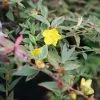 Hypericum × Moserianum Tricolor | 2L Pot