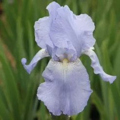 Iris Jane Phillips | 2L Pot