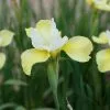 Iris Butter And Sugar | 2 Litre Pot -Perennial Plants Sales Store PL00003494 5af4