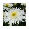 Leucanthemum × Superbum Wirral Supreme | 2L Pot