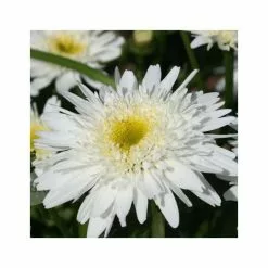 Leucanthemum × Superbum Wirral Supreme | 2L Pot