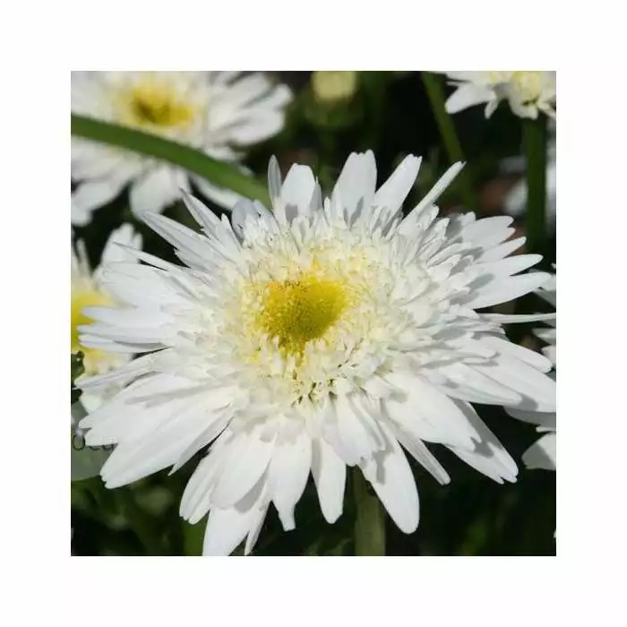 Leucanthemum × Superbum Wirral Supreme | 2L Pot 3 Leucanthemum × Superbum Wirral Supreme | 2L Pot