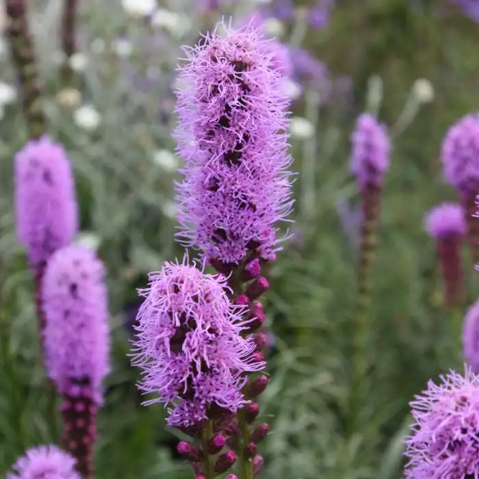 Liatris Spicata Kobold | 2L Pot 3 Liatris Spicata Kobold | 2L Pot