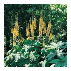 Ligularia The Rocket | 2L Pot