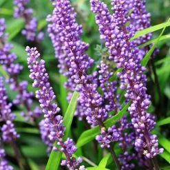 Liriope Muscari | 2L Pot