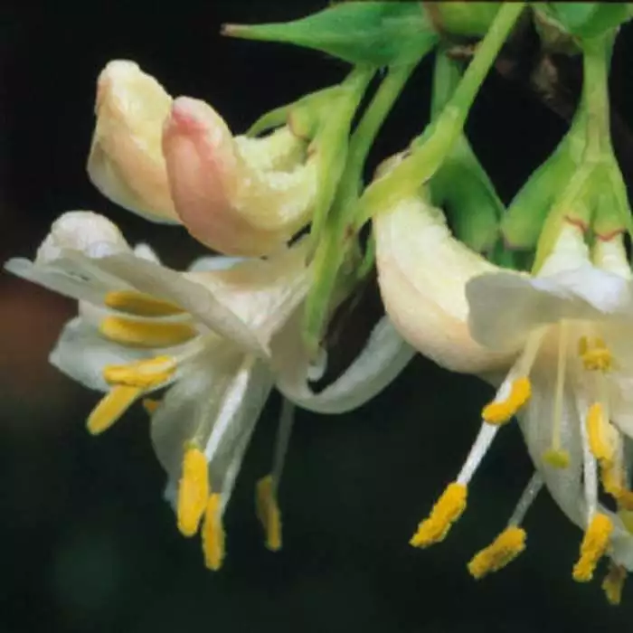 Lonicera Fragrantissima | 3 Litre Pot 3 Lonicera Fragrantissima | 3 Litre Pot