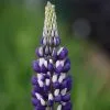 Lupinus The Governor (Band Of Nobles Series) | 2 Litre Pot -Perennial Plants Sales Store PL00003819 bc95