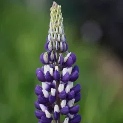 Lupinus The Governor (Band Of Nobles Series) | 2 Litre Pot