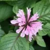 Monarda Beauty Of Cobham | 1.5L Pot -Perennial Plants Sales Store PL00003967 f595