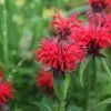 Monarda Cambridge Scarlet | 2L Pot