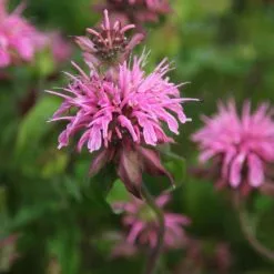 Monarda Croftway Pink | 2L Pot