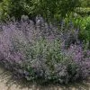 Nepeta Six Hills Giant | 2L Pot
