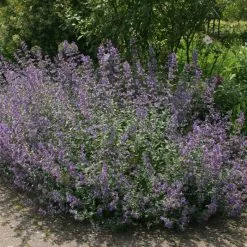 Nepeta Six Hills Giant | 2L Pot