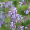 Nepeta X Faassenii | 2 Litre Pot -Perennial Plants Sales Store PL00004019 2f1e