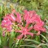 Nerine Bowdenii Isabel | 2 Lt Pot (3 Per Pot) -Perennial Plants Sales Store PL00004020 05f7