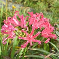 Nerine Bowdenii Isabel | 2 Lt Pot (3 Per Pot)