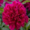 Paeonia Lactiflora Adolphe Rousseau | 4L Pot -Perennial Plants Sales Store PL00004142 20be