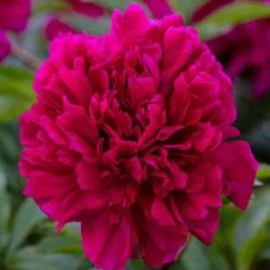Paeonia Lactiflora Adolphe Rousseau | 4L Pot