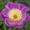 Paeonia Lactiflora Bowl Of Beauty | 4L Pot -Perennial Plants Sales Store PL00004149 0e5d