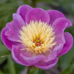 Paeonia Lactiflora Bowl Of Beauty | 4L Pot