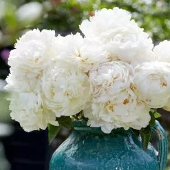 Paeonia Lactiflora Bowl Of Cream | 4L Pot