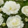 Paeonia Lactiflora Duchesse De Nemours | 4L Pot -Perennial Plants Sales Store PL00004157 5378