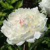 Paeonia Lactiflora Festiva Maxima | 4L Pot -Perennial Plants Sales Store PL00004160 71c0