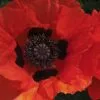 Papaver (Oriental Group) Beauty Of Livermere | 2L Pot