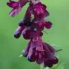 Penstemon Raven (Bird Series) | 2 Litre Pot