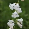 Penstemon White Bedder | 2L Pot -Perennial Plants Sales Store PL00004383 65dc