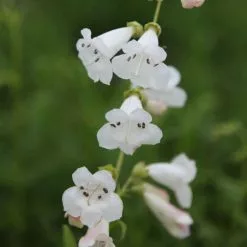 Penstemon White Bedder | 2L Pot