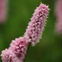 Persicaria Bistorta Superba | 2L Pot