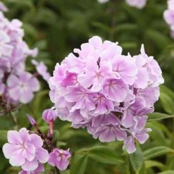 Phlox Paniculata Franz Schubert | 2L Pot