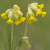 Primula Veris | 2 Litre Pot