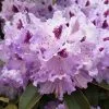 Rhododendron Blue Jay | 2 Litre Pot -Perennial Plants Sales Store PL00004932 64cd