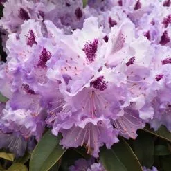 Rhododendron Blue Jay | 2 Litre Pot