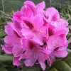 Rhododendron Cosmopolitan | 2 Litre Pot